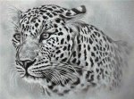 (image for) Leopard